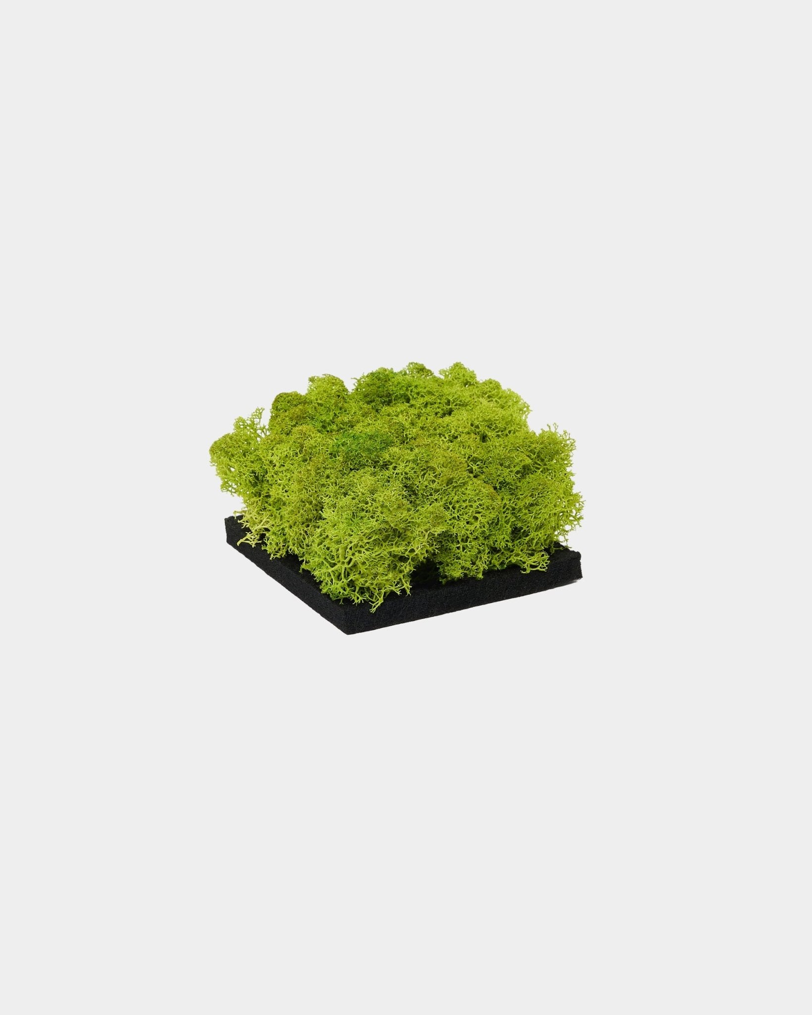 Próbka WoodUpp Moss Panel akustyczny w kolorze Apple Green, z wyrazistą, zieloną konserwowaną moss na bazie black, pokazana na jednolitym białym tle.