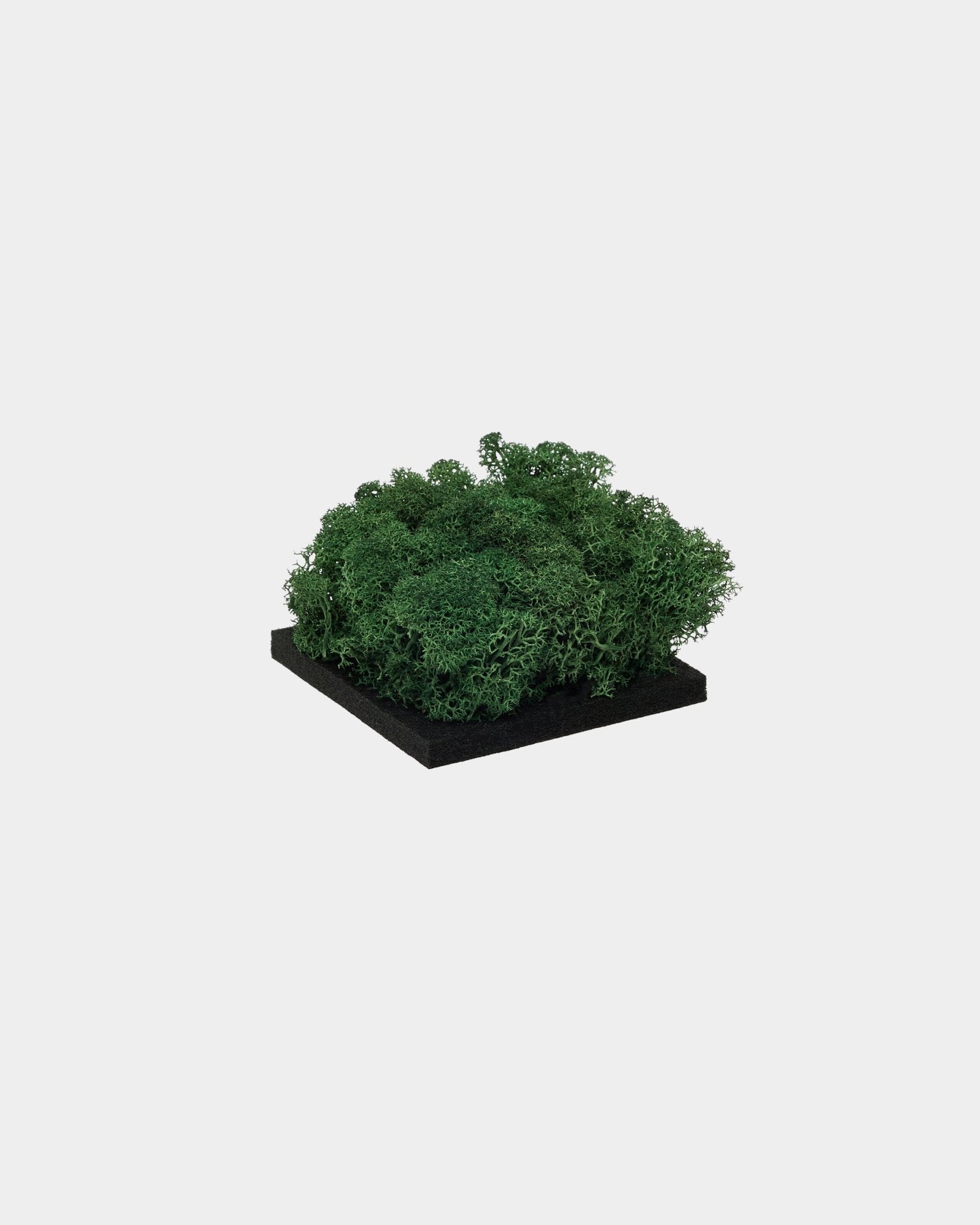 Próbka WoodUpp Moss w kolorze Moss Green, z gęstą, zieloną, stabilizowaną moss na kwadratowej podstawie black, pokazana na jednolitym białym tle.