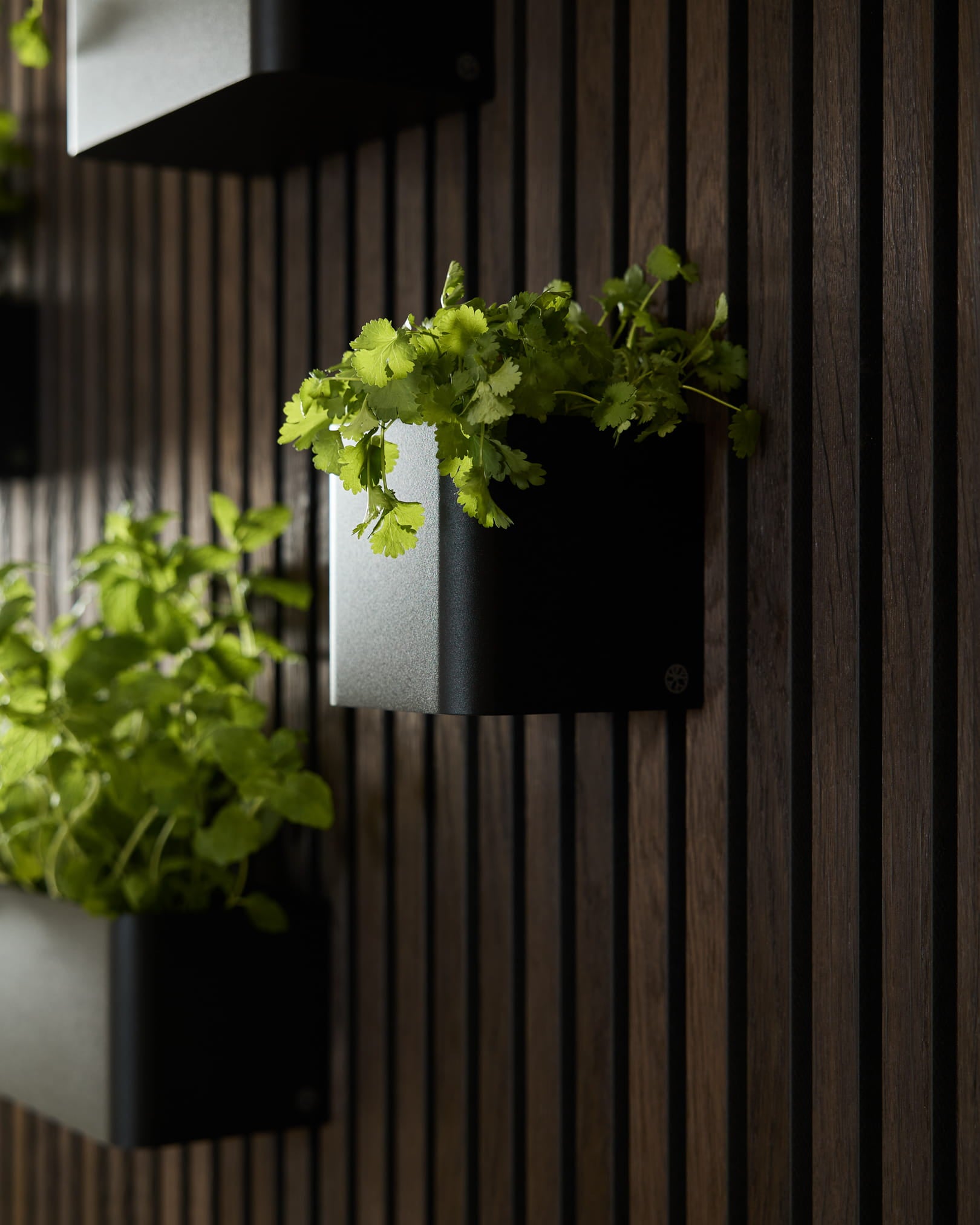 Zielone rośliny w WoodUpp Norr Plant Box, 11,9 cm Black, na tle ciemnej ściany z akustycznych paneli drewnianych vertical.