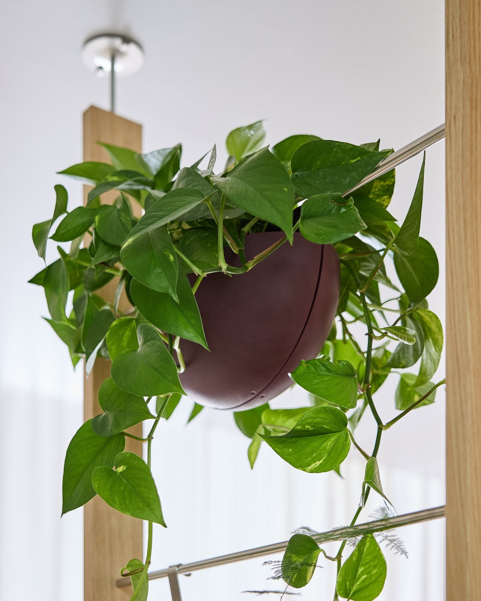 Pothos rośnie w doniczce Gro Soft Pocket BM2 w kolorze Ox Red (4 l) firmy WoodUpp, zawieszonej w pomieszczeniu na panelu akustycznym, a jego pędy opadają kaskadowo w dół.